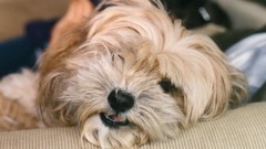 Animals Puppies Dogs