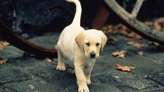 Animals Puppies Dogs