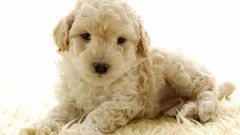 Animals Puppies Dogs