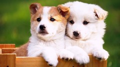 Animals Puppies Dogs