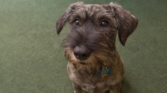 Animals Puppies Dogs