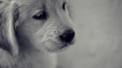 Animals Puppies Dogs