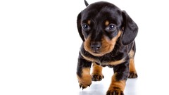 Animals Puppies Dogs