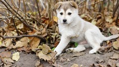 Animals Puppies Dogs