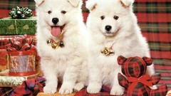 Animals Puppies Dogs