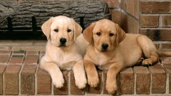 Animals Puppies Dogs