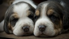 Animals Puppies Dogs