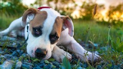 Animals Puppies Dogs