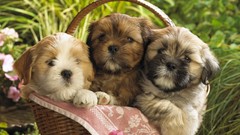 Animals Puppies Dogs