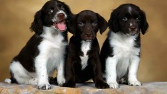 Animals Puppies Dogs