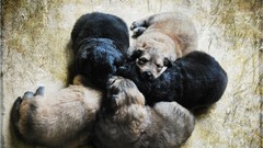 Animals Puppies Dogs