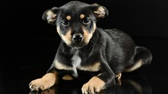 Animals Puppies Dogs