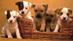 Animals Puppies Dogs