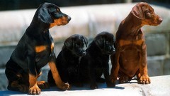 Animals Puppies Dogs