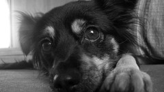 Animals Puppies Dogs