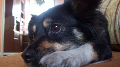 Animals Puppies Dogs