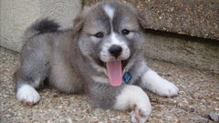 Animals Puppies Dogs