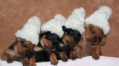 Animals Puppies Dogs