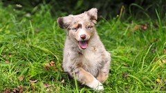Animals Puppies Dogs australian shepherds