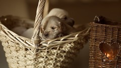 Animals Puppies Dogs baskets