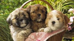Animals Puppies Dogs baskets