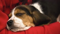 Animals Puppies Dogs beagle