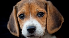 Animals Puppies Dogs beagle
