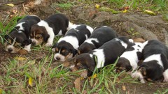 Animals Puppies Dogs beagle
