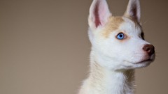 Animals Puppies Dogs blue eyes pets