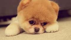 Animals Puppies Dogs boo