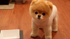 Animals Puppies Dogs boo