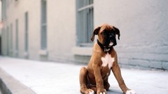 Animals Puppies Dogs boxer dog