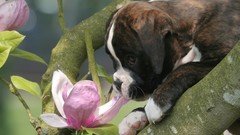 Animals Puppies Dogs boxer dog