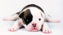 Animals Puppies Dogs bulldog