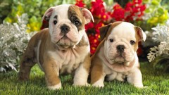 Animals Puppies Dogs bulldog english bulldog