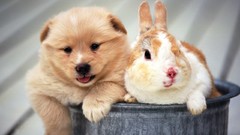 Animals Puppies Dogs Bunnies