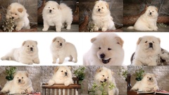 Animals Puppies Dogs chow chow