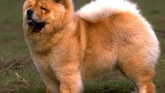 Animals Puppies Dogs chow chow
