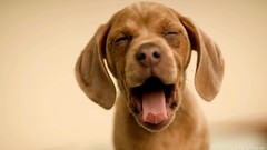 Animals Puppies Dogs closed eyes yawns vizsla
