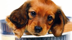 Animals Puppies Dogs dachshund