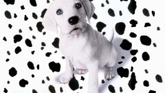 Animals Puppies Dogs Dalmatians