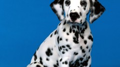 Animals Puppies Dogs Dalmatians