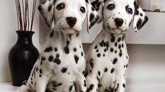 Animals Puppies Dogs Dalmatians