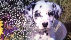 Animals Puppies Dogs Dalmatians baby animals