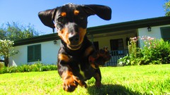 Animals Puppies Dogs domestic dog