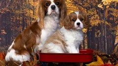 Animals Puppies Dogs fallen leaves king charles spaniel