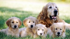 Animals Puppies Dogs family