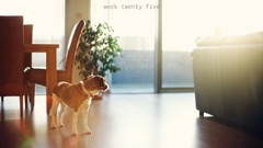 Animals Puppies Dogs furry