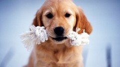 Animals Puppies Dogs golden retriever