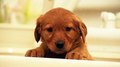 Animals Puppies Dogs golden retriever